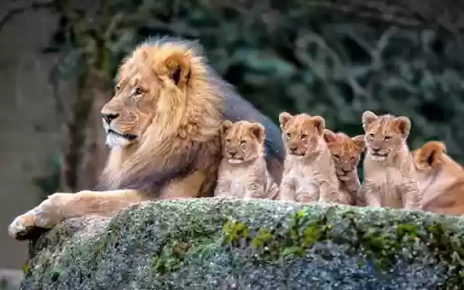The Lion Family: A Strong and United Pride  from Chrome web store to be run with OffiDocs Chromium online