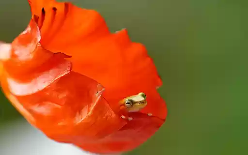 The little frog in the flower  from Chrome web store to be run with OffiDocs Chromium online