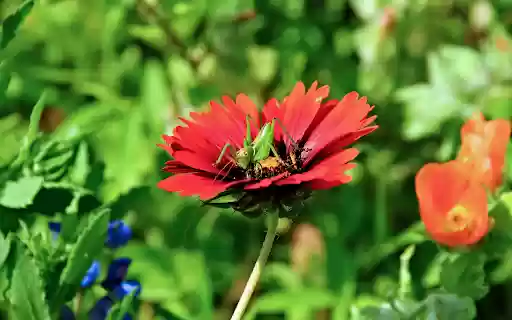 The locust landed on the flower  from Chrome web store to be run with OffiDocs Chromium online