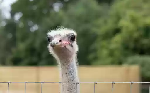 The long necked ostrich  from Chrome web store to be run with OffiDocs Chromium online