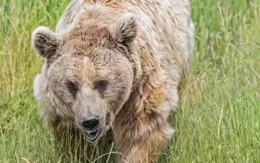 The Majestic Bear: King of the Wilderness  from Chrome web store to be run with OffiDocs Chromium online