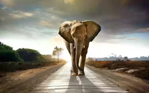 The Majestic Elephant: A Gentle Giant of the Wild  from Chrome web store to be run with OffiDocs Chromium online