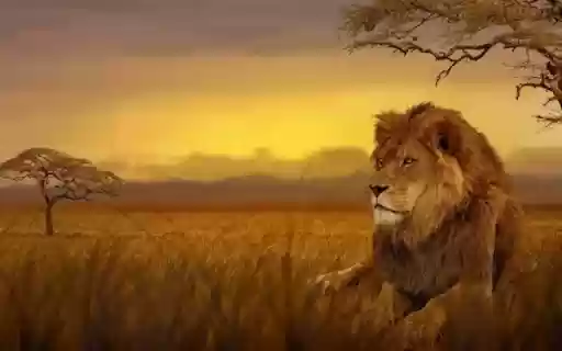 The Majestic Male Lion: Guardian of the Wild from Chrome web store to be run with OffiDocs Chromium online The Majestic Male Lion: Guardian of the Wild from Chrome web store to be run with OffiDocs Chromium online