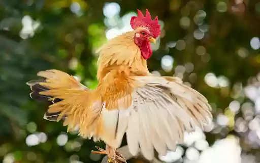 The majestic rooster  from Chrome web store to be run with OffiDocs Chromium online