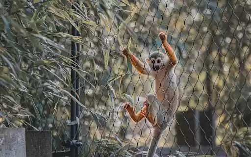 The Monkey and the Mouth  from Chrome web store to be run with OffiDocs Chromium online