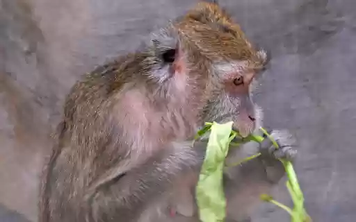 The monkey sits and eats vegetables  from Chrome web store to be run with OffiDocs Chromium online