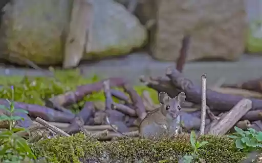 The mouse next to the pile of firewood  from Chrome web store to be run with OffiDocs Chromium online