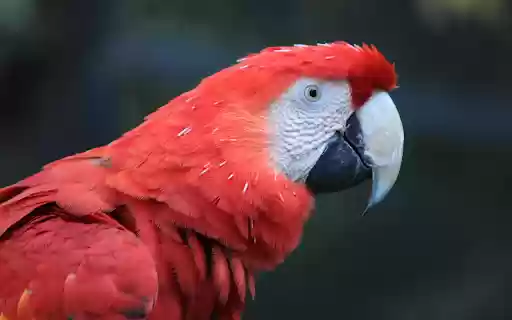 The parrot red amazon  from Chrome web store to be run with OffiDocs Chromium online