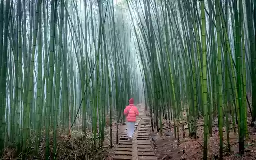 The Path Between Bamboo Forest  from Chrome web store to be run with OffiDocs Chromium online