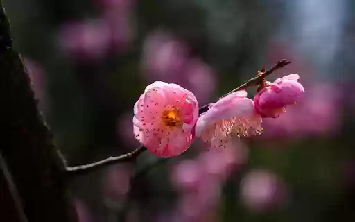 The peach branch is shy from Chrome web store to be run with OffiDocs Chromium online The peach branch is shy from Chrome web store to be run with OffiDocs Chromium online