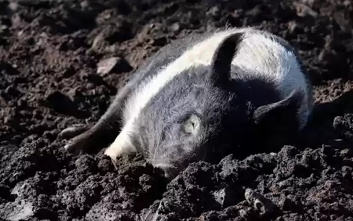 The pig wallows in the soil  from Chrome web store to be run with OffiDocs Chromium online