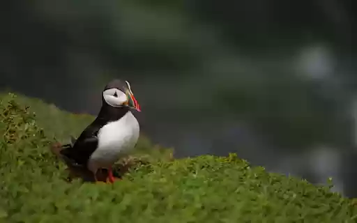 The puffin bird  from Chrome web store to be run with OffiDocs Chromium online