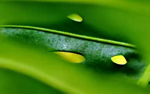 The punctured leaves from Chrome web store to be run with OffiDocs Chromium online The punctured leaves from Chrome web store to be run with OffiDocs Chromium online