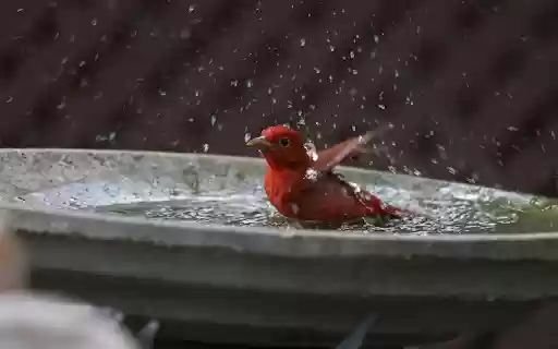 The red bird splashed water  from Chrome web store to be run with OffiDocs Chromium online