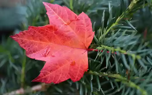 The red maple leaf falls  from Chrome web store to be run with OffiDocs Chromium online