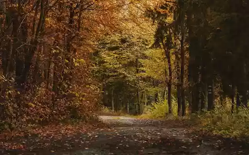 The road into the forest  from Chrome web store to be run with OffiDocs Chromium online