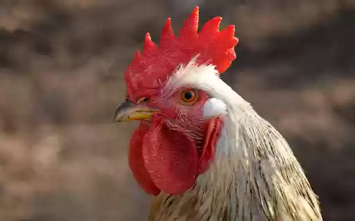 The Rooster  from Chrome web store to be run with OffiDocs Chromium online