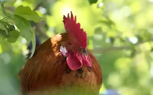 The Rooster and the Red Comb from Chrome web store to be run with OffiDocs Chromium online The Rooster and the Red Comb from Chrome web store to be run with OffiDocs Chromium online