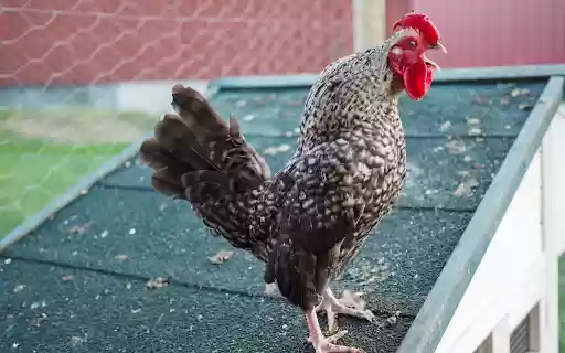 The rooster is practicing crowing  from Chrome web store to be run with OffiDocs Chromium online