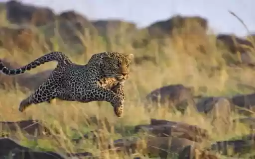 The Running Cheetah: Speed and Elegance in Motion  from Chrome web store to be run with OffiDocs Chromium online