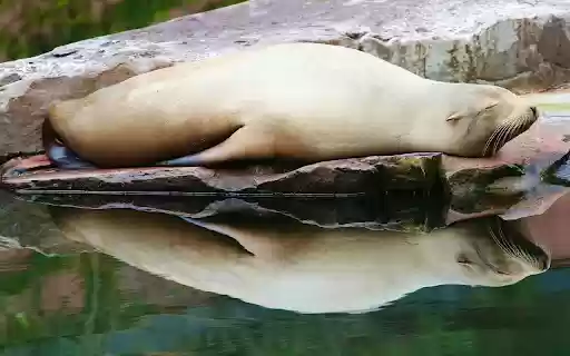 The sea lion was half asleep  from Chrome web store to be run with OffiDocs Chromium online