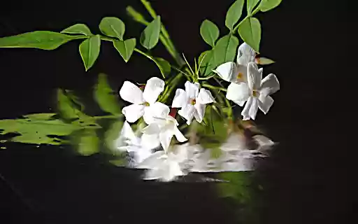 The shadow of a flower branch from Chrome web store to be run with OffiDocs Chromium online The shadow of a flower branch from Chrome web store to be run with OffiDocs Chromium online