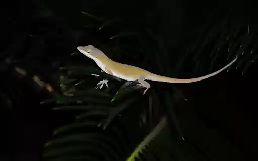 The shiny golden lizard from Chrome web store to be run with OffiDocs Chromium online The shiny golden lizard from Chrome web store to be run with OffiDocs Chromium online