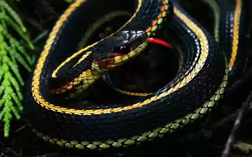 The snake curled up in a red net from Chrome web store to be run with OffiDocs Chromium online The snake curled up in a red net from Chrome web store to be run with OffiDocs Chromium online