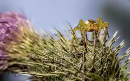 The spider and the thorn flower  from Chrome web store to be run with OffiDocs Chromium online