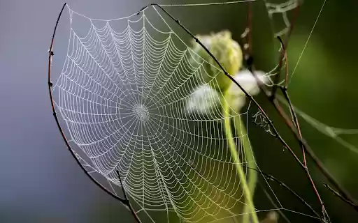 The spider web is skillfully woven  from Chrome web store to be run with OffiDocs Chromium online