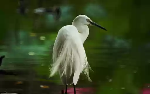 The Stork and the Peacock Tail  from Chrome web store to be run with OffiDocs Chromium online