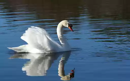 The swan and the shadow  from Chrome web store to be run with OffiDocs Chromium online