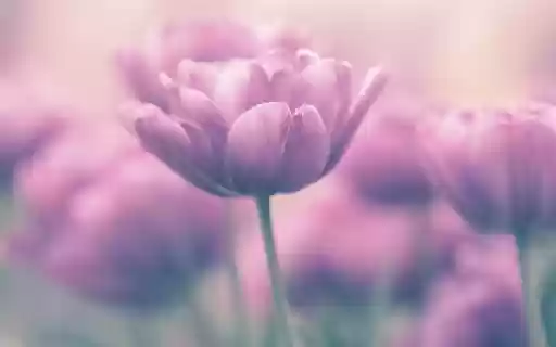 The tulip flower spring  from Chrome web store to be run with OffiDocs Chromium online