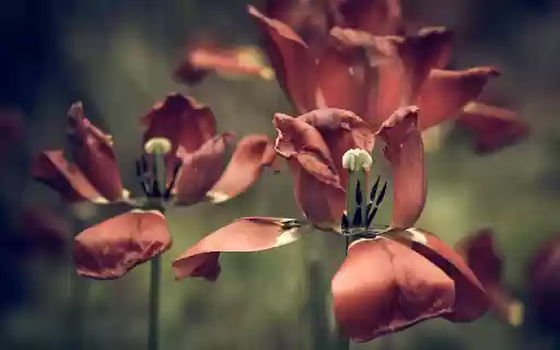 The tulips fade  from Chrome web store to be run with OffiDocs Chromium online