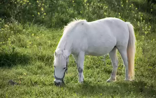 The white horse leisurely  from Chrome web store to be run with OffiDocs Chromium online