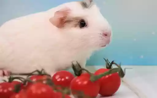 The white mouse and the tomato  from Chrome web store to be run with OffiDocs Chromium online