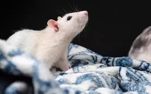 The white mouse in the blanket  from Chrome web store to be run with OffiDocs Chromium online