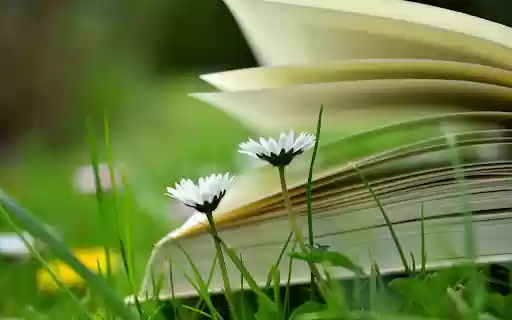 The wind turns the pages of the book  from Chrome web store to be run with OffiDocs Chromium online