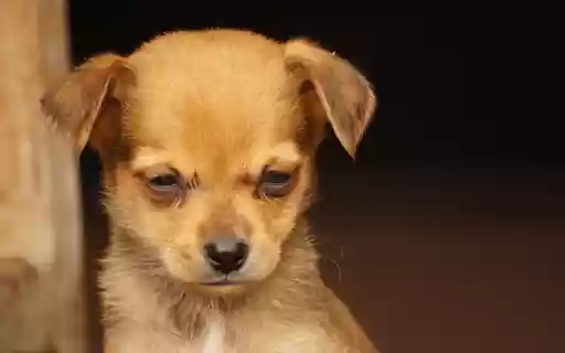 The yellow dog is sad  from Chrome web store to be run with OffiDocs Chromium online