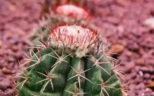 Thorny cactus and flower sprouts from Chrome web store to be run with OffiDocs Chromium online Thorny cactus and flower sprouts from Chrome web store to be run with OffiDocs Chromium online