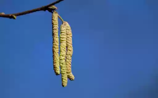 Three flower bosses  from Chrome web store to be run with OffiDocs Chromium online