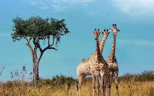 Three giraffes  from Chrome web store to be run with OffiDocs Chromium online