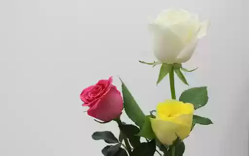 Three roses from Chrome web store to be run with OffiDocs Chromium online Three roses from Chrome web store to be run with OffiDocs Chromium online