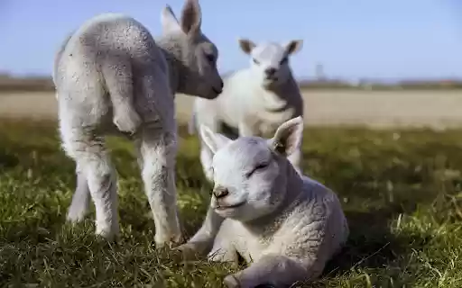 Three sheeps from Chrome web store to be run with OffiDocs Chromium online Three sheeps from Chrome web store to be run with OffiDocs Chromium online