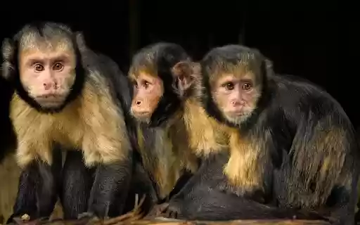 Three two colored monkeys from Chrome web store to be run with OffiDocs Chromium online Three two colored monkeys from Chrome web store to be run with OffiDocs Chromium online