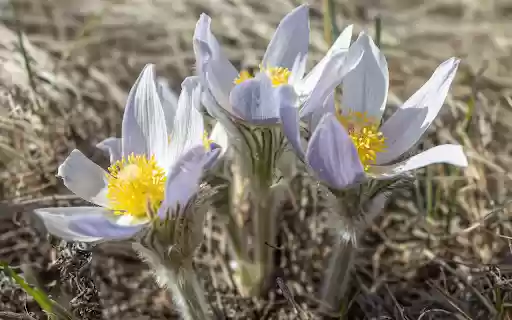 Three White Flowers from Chrome web store to be run with OffiDocs Chromium online Three White Flowers from Chrome web store to be run with OffiDocs Chromium online