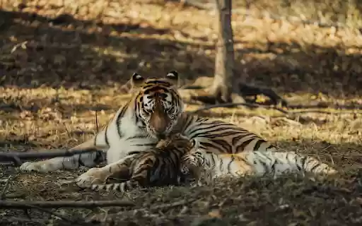 Tiger and Cub Resting in Sunlit Forest from Chrome web store to be run with OffiDocs Chromium online Tiger and Cub Resting in Sunlit Forest from Chrome web store to be run with OffiDocs Chromium online