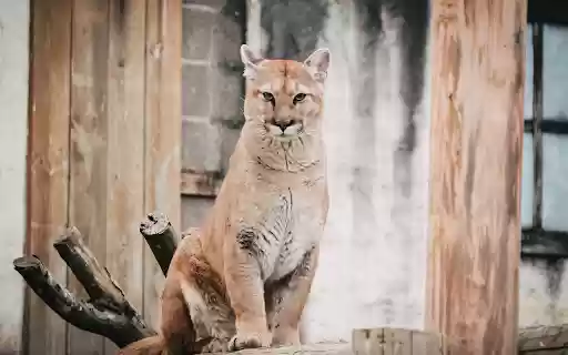 Tiger Cat  from Chrome web store to be run with OffiDocs Chromium online