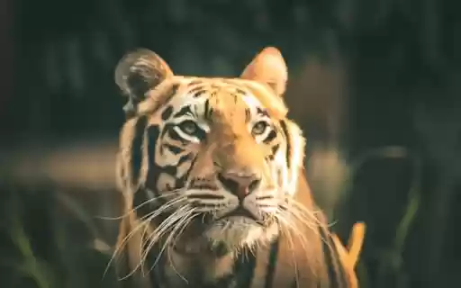 tiger with colorful stripes  from Chrome web store to be run with OffiDocs Chromium online