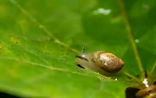 Tiny snail  from Chrome web store to be run with OffiDocs Chromium online